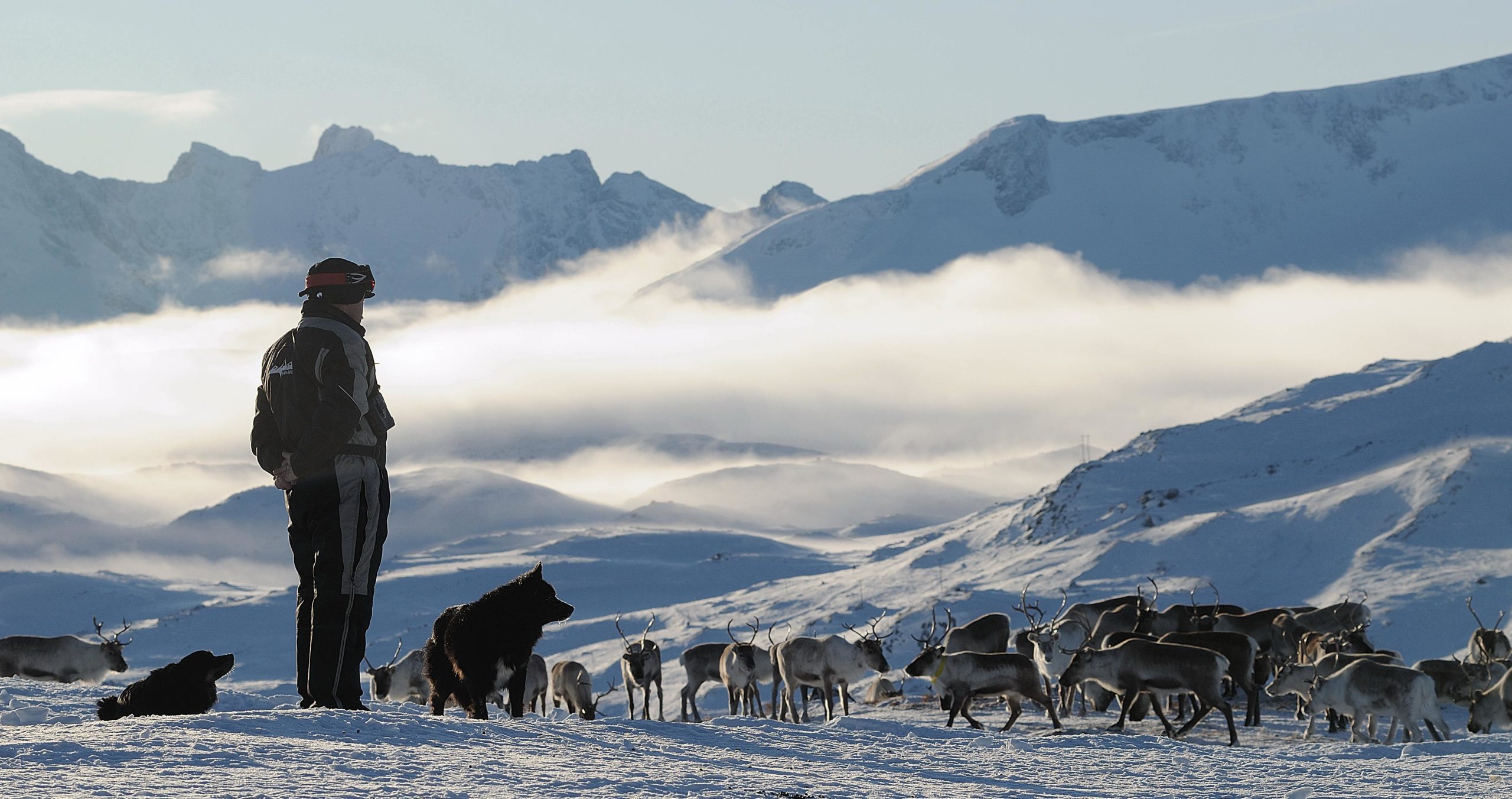 Reingjetar og hund som gjetar reinflokk i Jotunhiemen. Fint vinterver og massive fjell i bakgrunn.